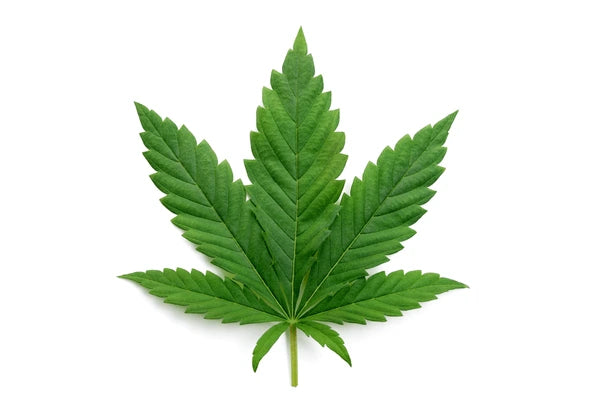 Healing Powers of CBD you need to know